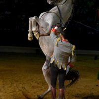 musica-y-danza-de-los-caballos-andaluces (5)